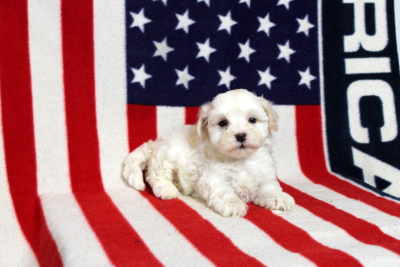 puppy, for, sale, Morki-Poo, Matthew B. Stoltzfus, dog, breeder, Gap, PA, dog-breeder, puppy-for-sale, forsale, nearby, find, puppyfind, locator, puppylocator, aca